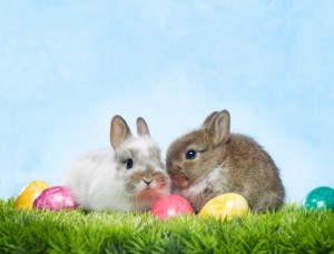 easter_bunnies