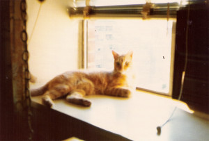 Cat-July-1975