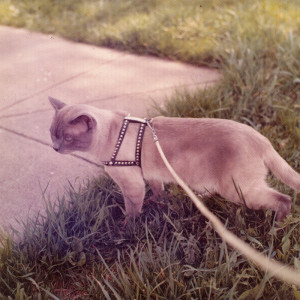 Cat-Summer-1973